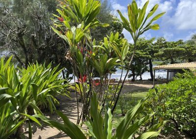 visiter le jardin
